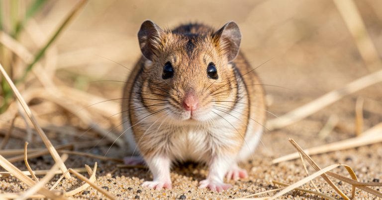 La Gerbille : Guide Complet sur ce Rongeur Fascinant (Espèces, Comportement, Soins)