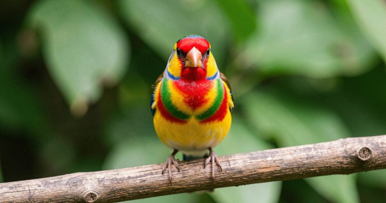 Diamant de Gould : Guide complet pour bien l'élever en 2026