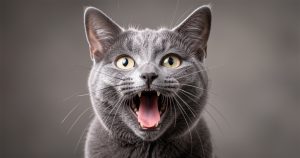 Chat qui miaule : 7 raisons validées par les vétérinaires (et quand s'inquiéter)
