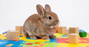Lapin nain 2026 : le guide complet pour adopter et élever votre petit compagnon