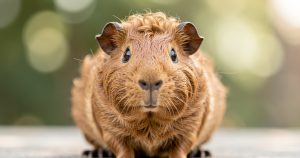 Cochon d'Inde Rex : guide complet avant d'adopter