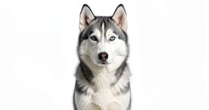 Husky de Sibérie : guide complet pour pet-sitters et propriétaires