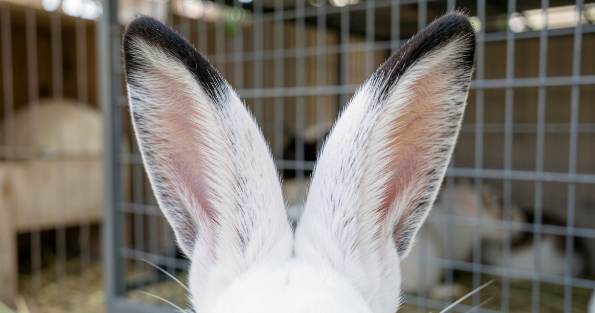 Oreilles droites de lapin papillon mesurant entre 16 et 19 centimètres